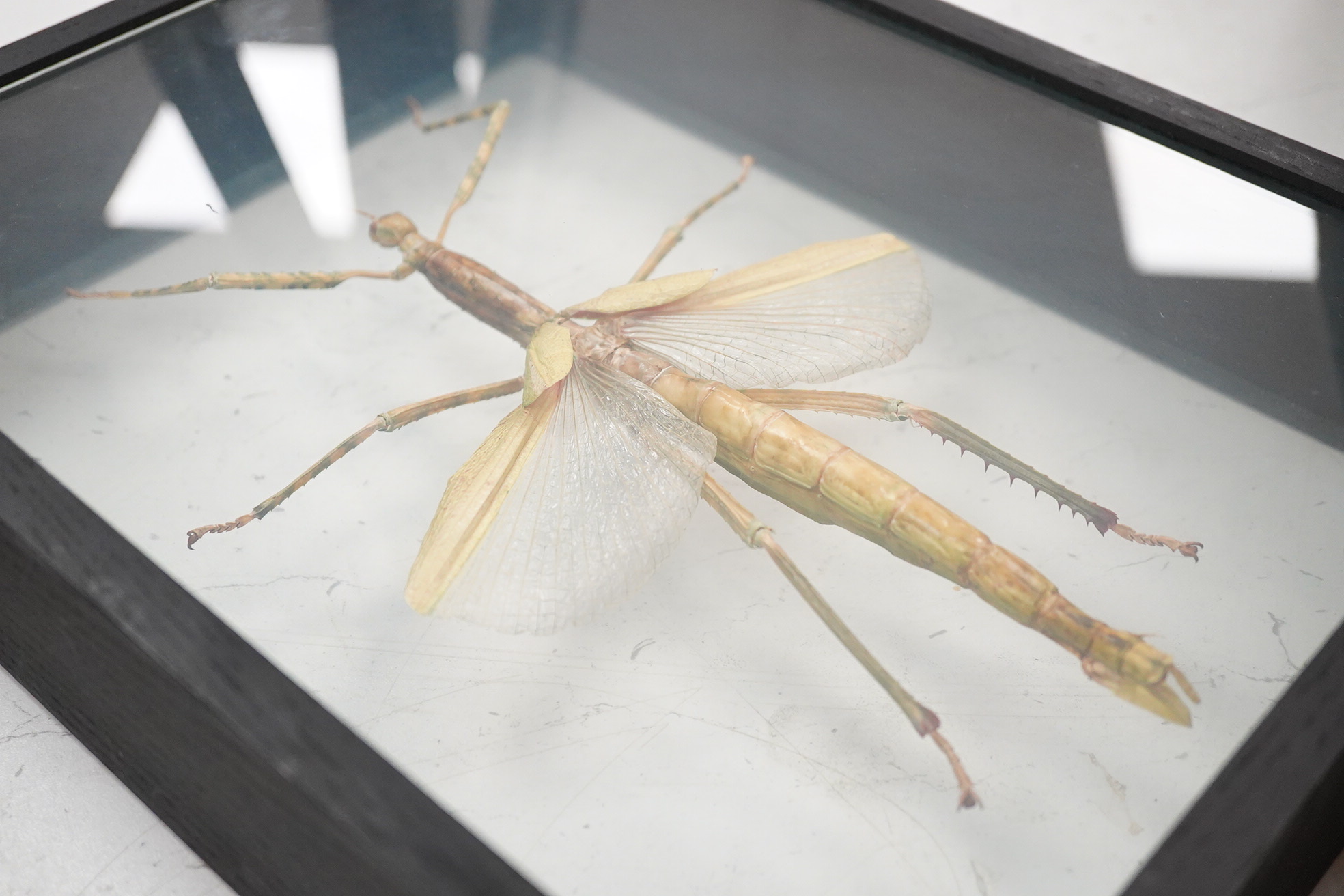 A collection of four cased taxidermy insects; the male and female Atlas Moths, 38.5cm x 31cm x 5.5cm, a Praying Mantis, a Harlequin beetle, and a Scorpion, all mounted in black painted frames, with glazed front and back